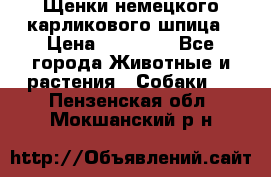 Щенки немецкого карликового шпица › Цена ­ 20 000 - Все города Животные и растения » Собаки   . Пензенская обл.,Мокшанский р-н